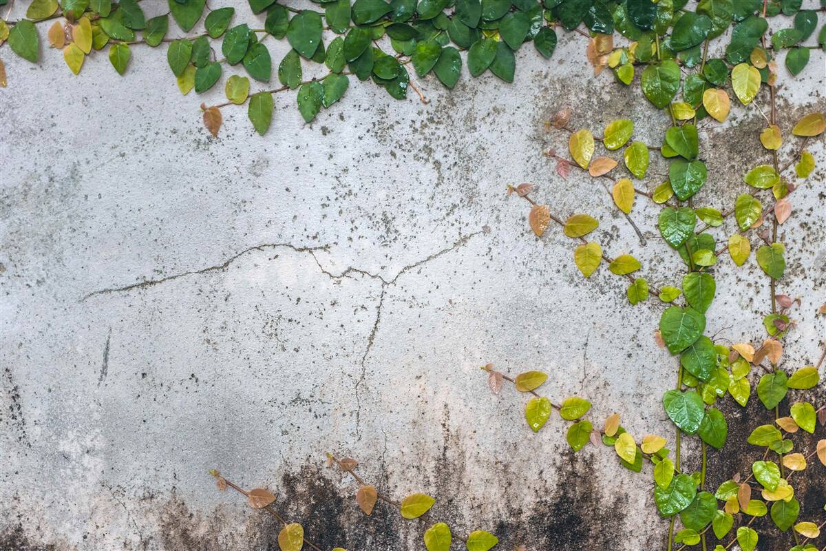 Fotobehang de bladeren zijn groengeel op een grijze achtergrond