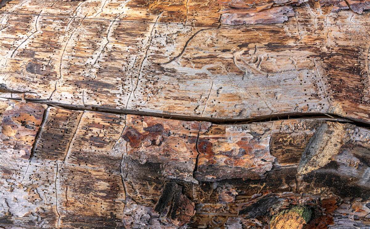Fotobehang structuur van rottend houtmateriaal