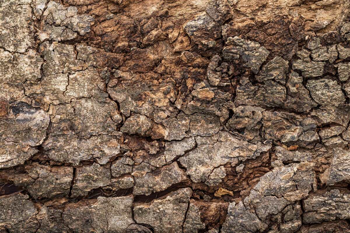 Fotobehang authentieke houten huid