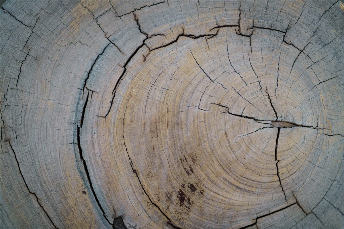 Fotobehang detailweergave van de boomstam