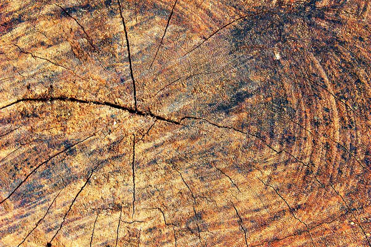 Fotobehang Kettingen van boomleven op een gevelde stam