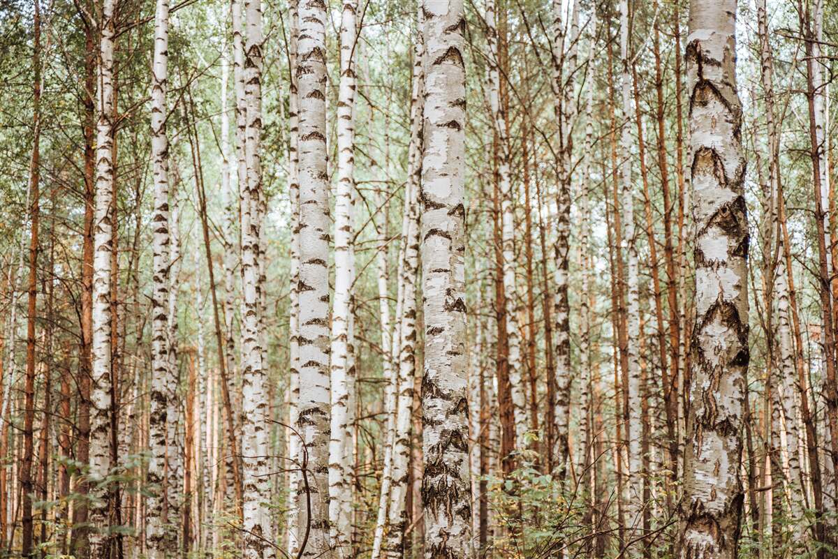 Fotobehang sledeberken staan in een groen bos