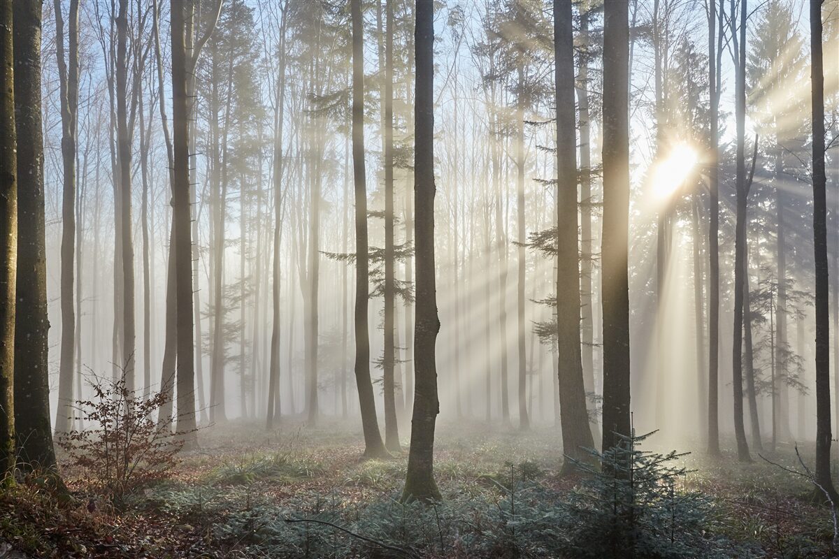 Fotobehang zonnestralen doorboren de mist in een struikgewas