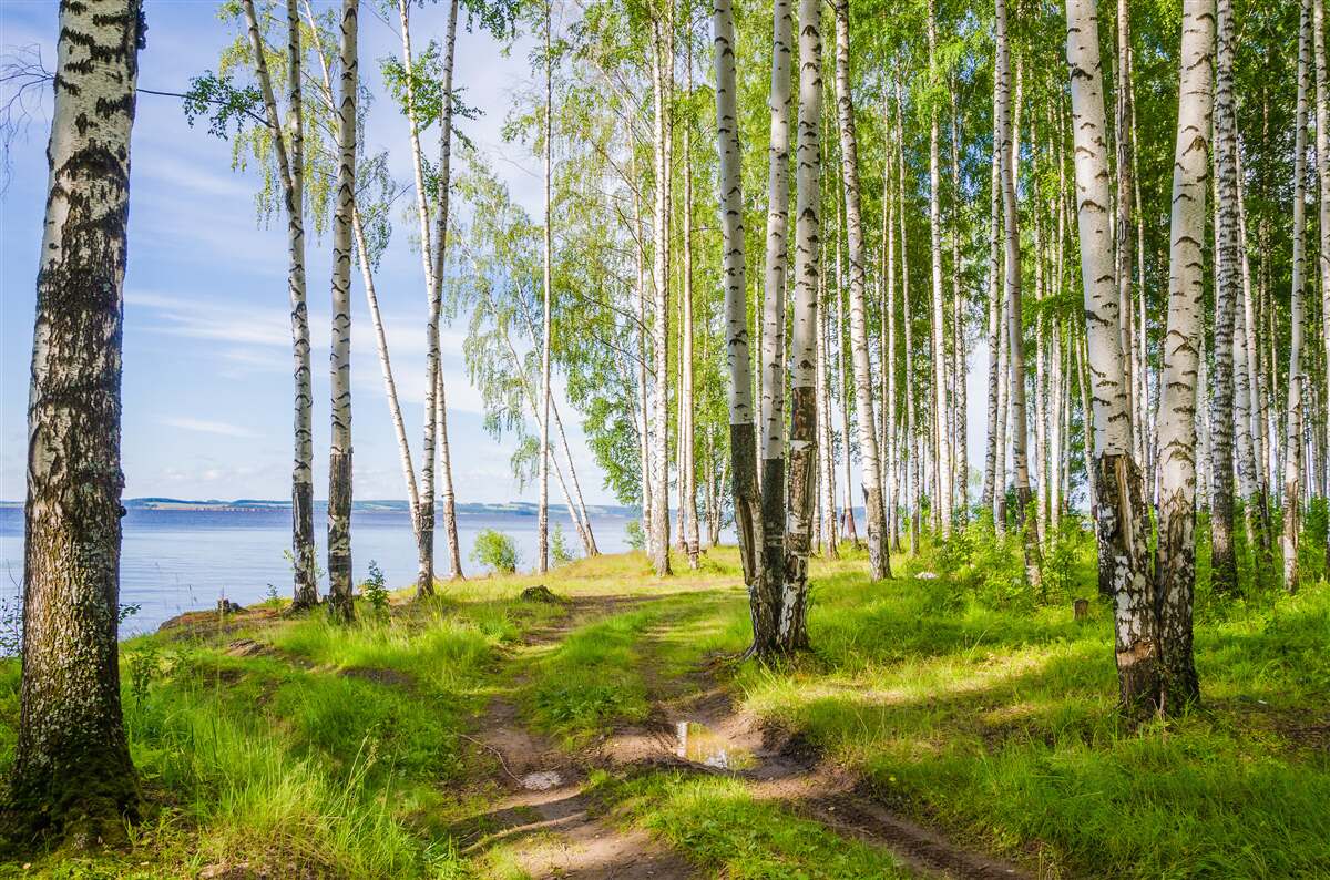 Fotobehang open plek met berkenbomen bij het meer, omgeven door groen