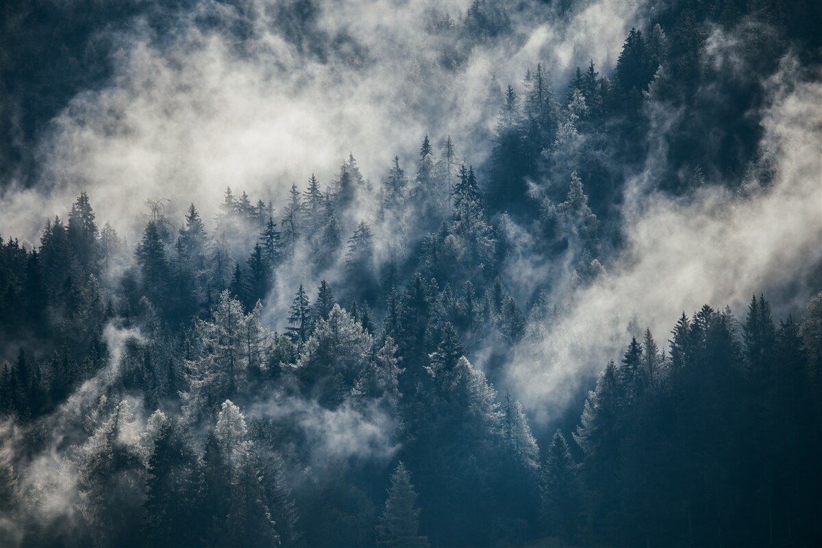 Fotobehang Dichte mist bedekt het bos 's nachts