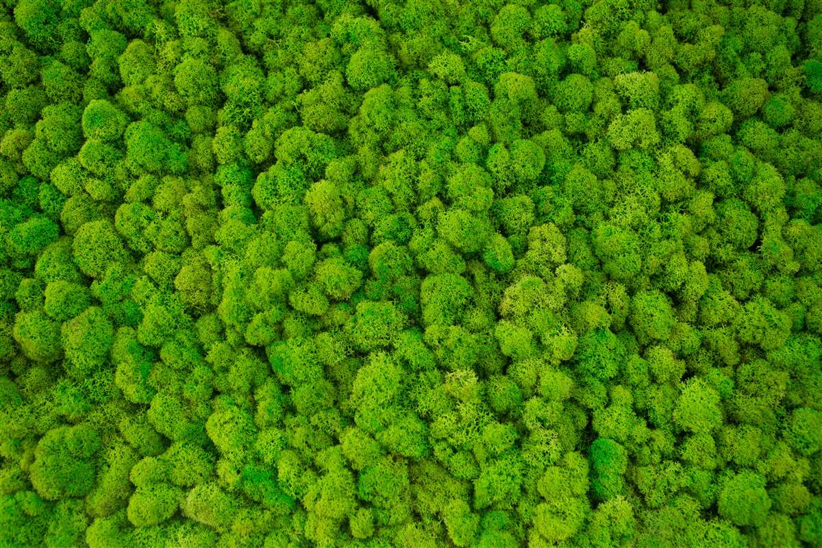 Fotobehang dichte toppen van groene woudreuzen