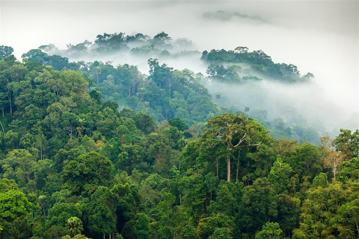 Fotobehang de jungle is gehuld in een dichte mist