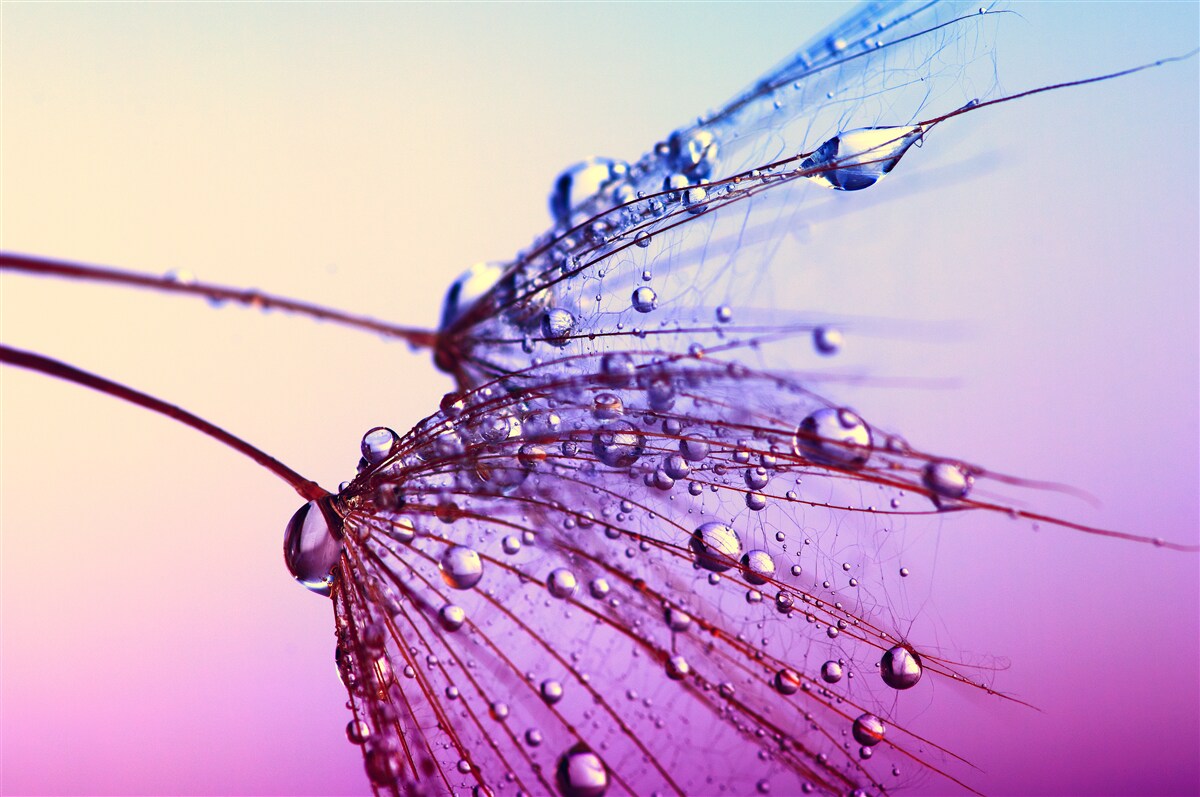 Fotobehang bij zonsondergang versieren dauwdruppels de paardenbloem