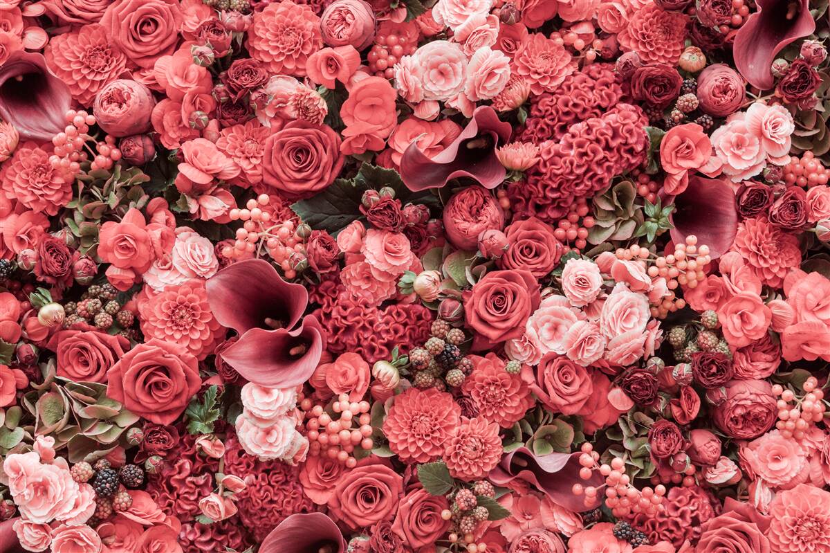 Fotobehang set van zomer rode bloemen