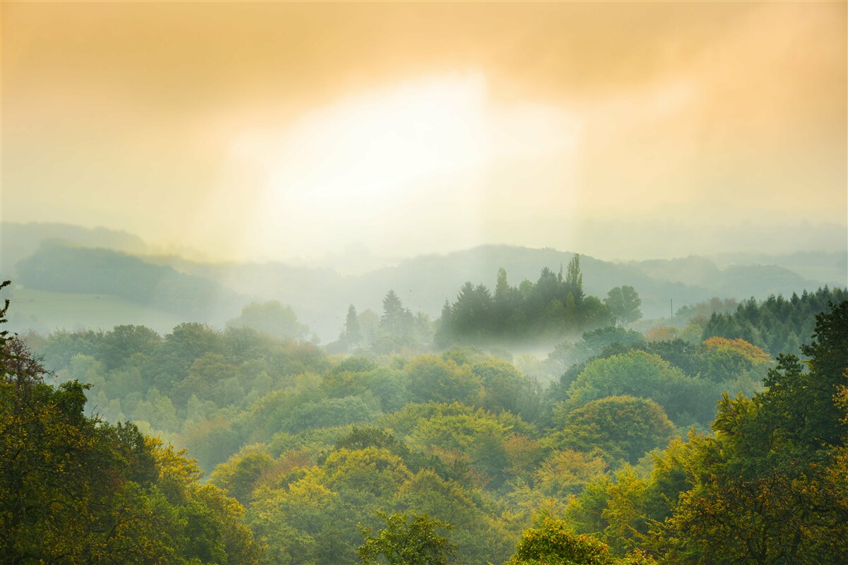 Fotobehang Dageraad komt op boven een rokerig bos