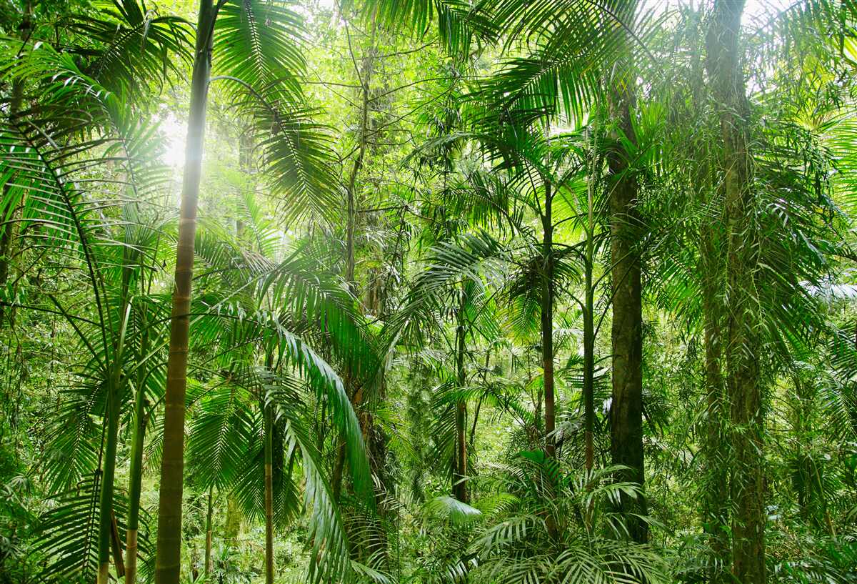 Fotobehang weelderige vegetatie in een bosrijke omgeving