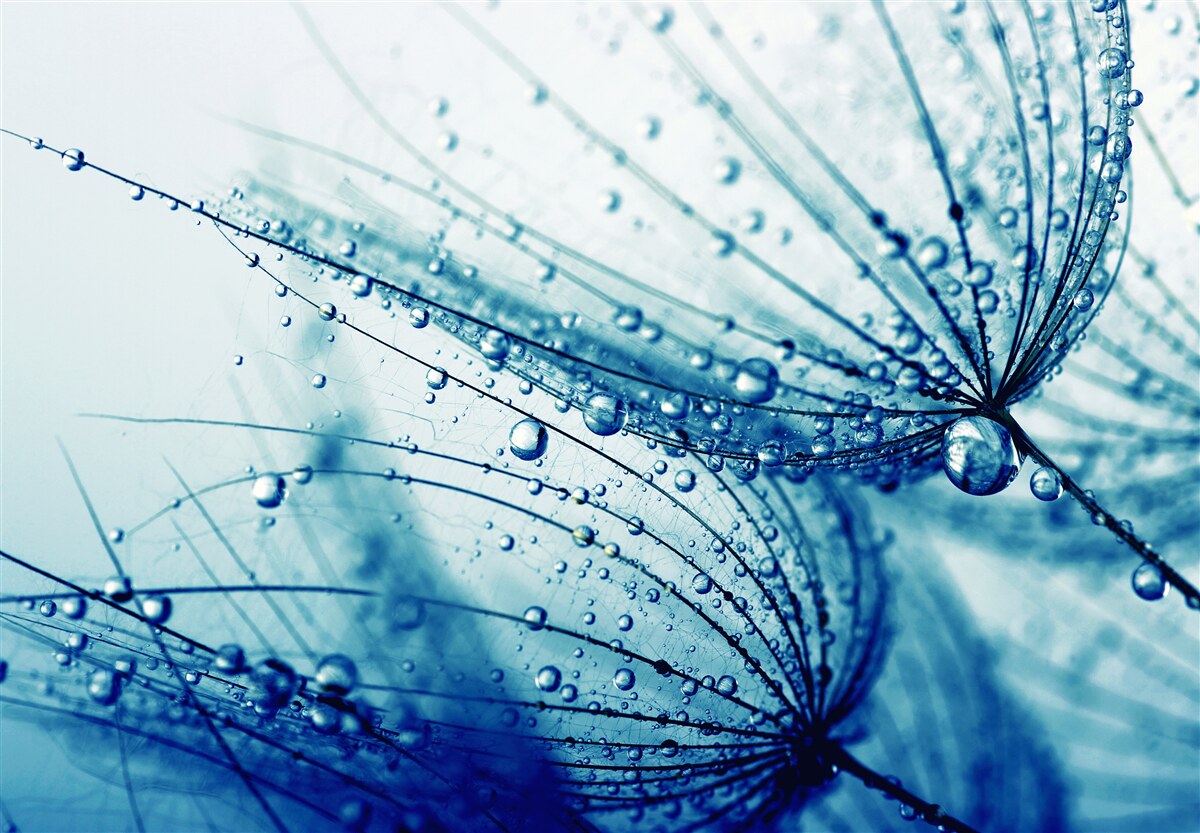 Fotobehang paardenbloem druppels