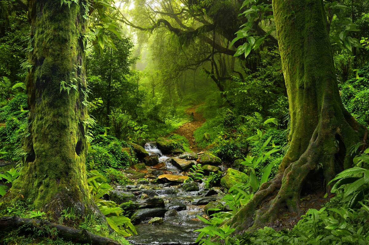 Fotobehang Dageraad boven een waterval midden in het bos