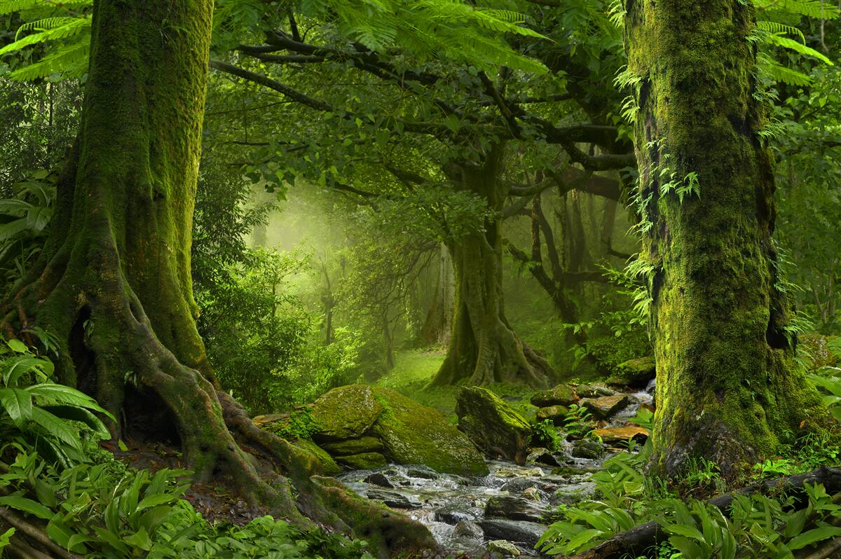 Fotobehang waterval in een groen loofbos