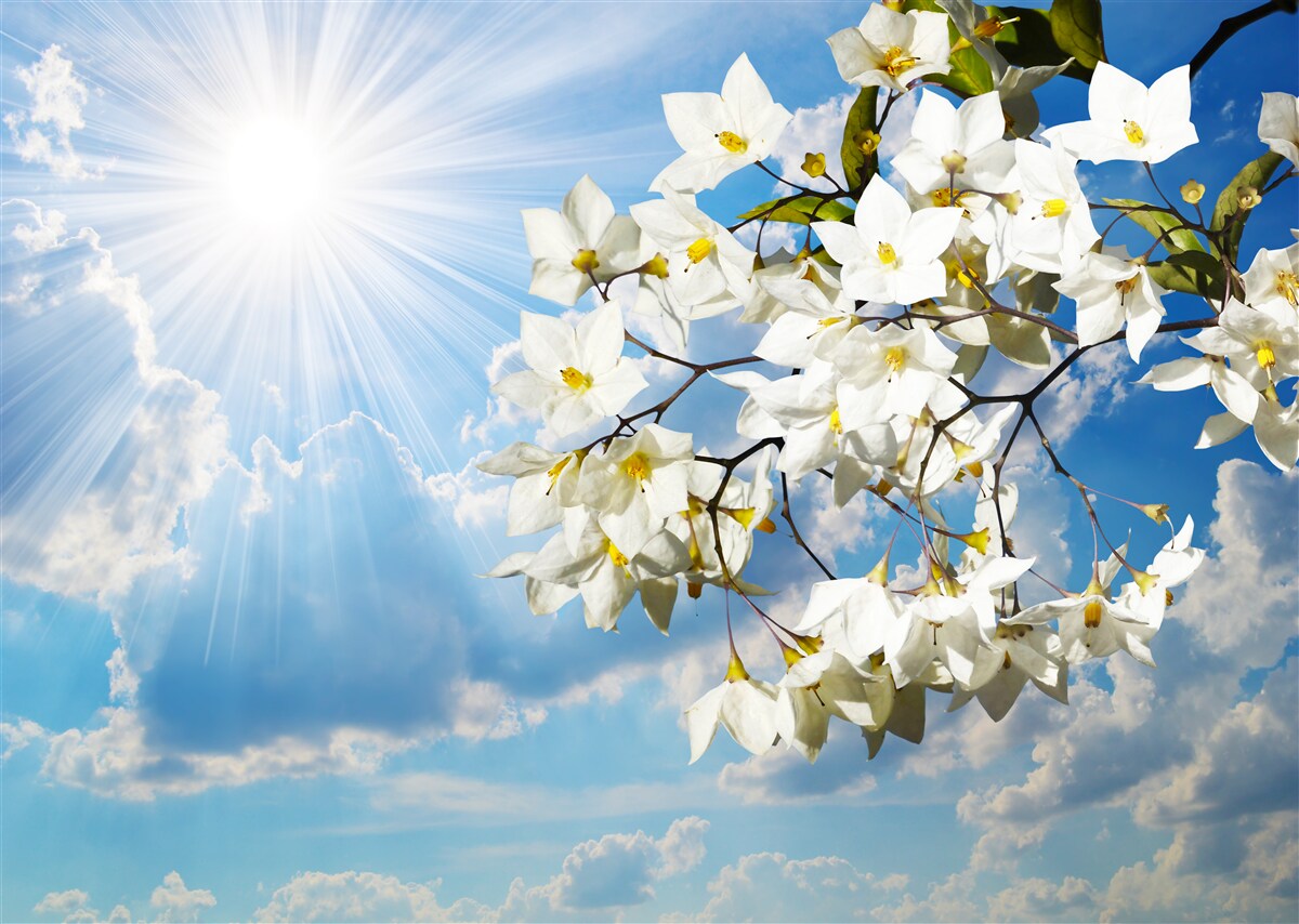 Fotobehang bloeiende tak sneeuwwitte jasmijn