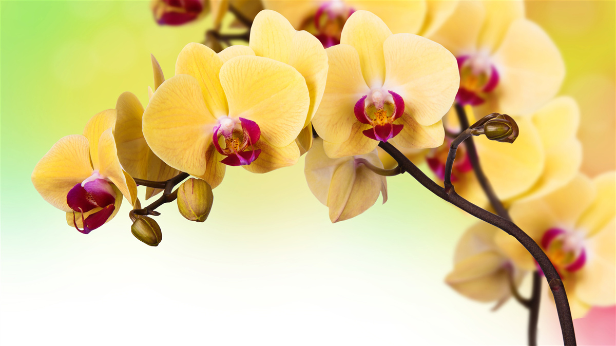 Fotobehang tak van geel bloeiende orchidee