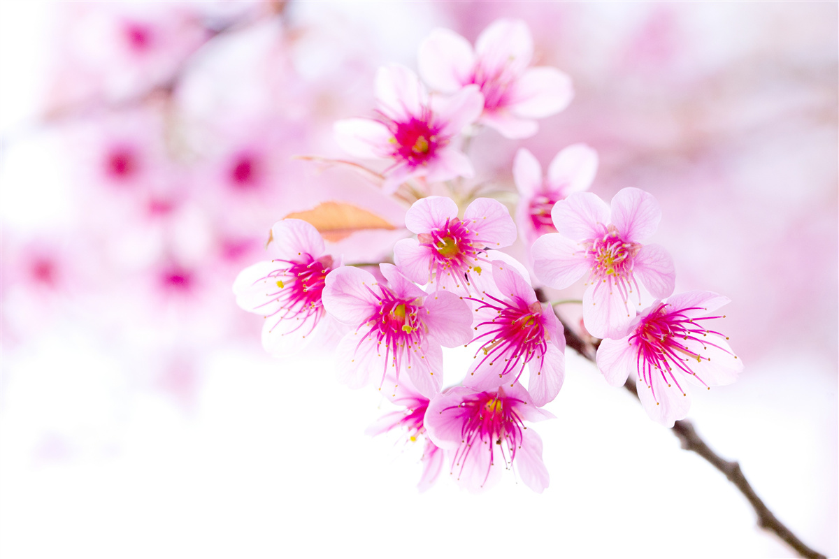 Fotobehang roze sakura tak bloem