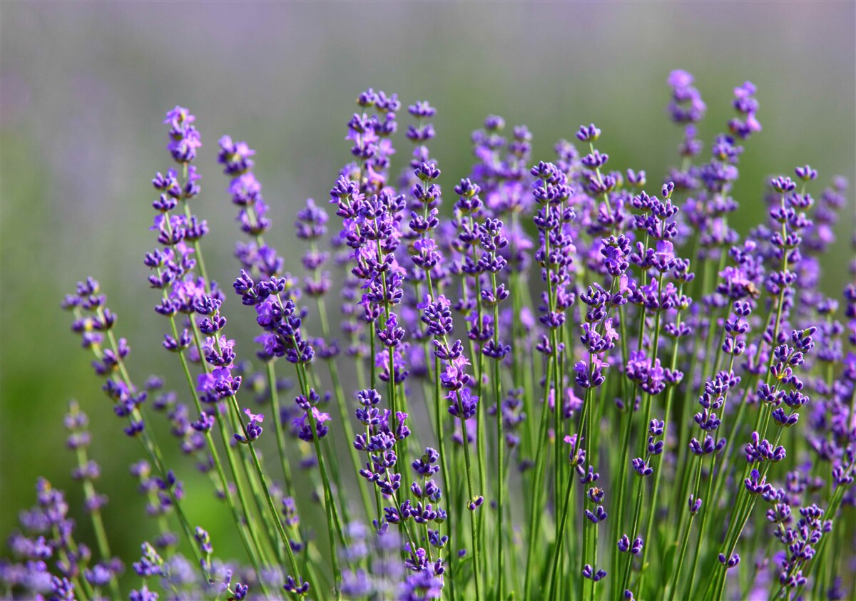 Fotobehang lavendel-paarse kleur