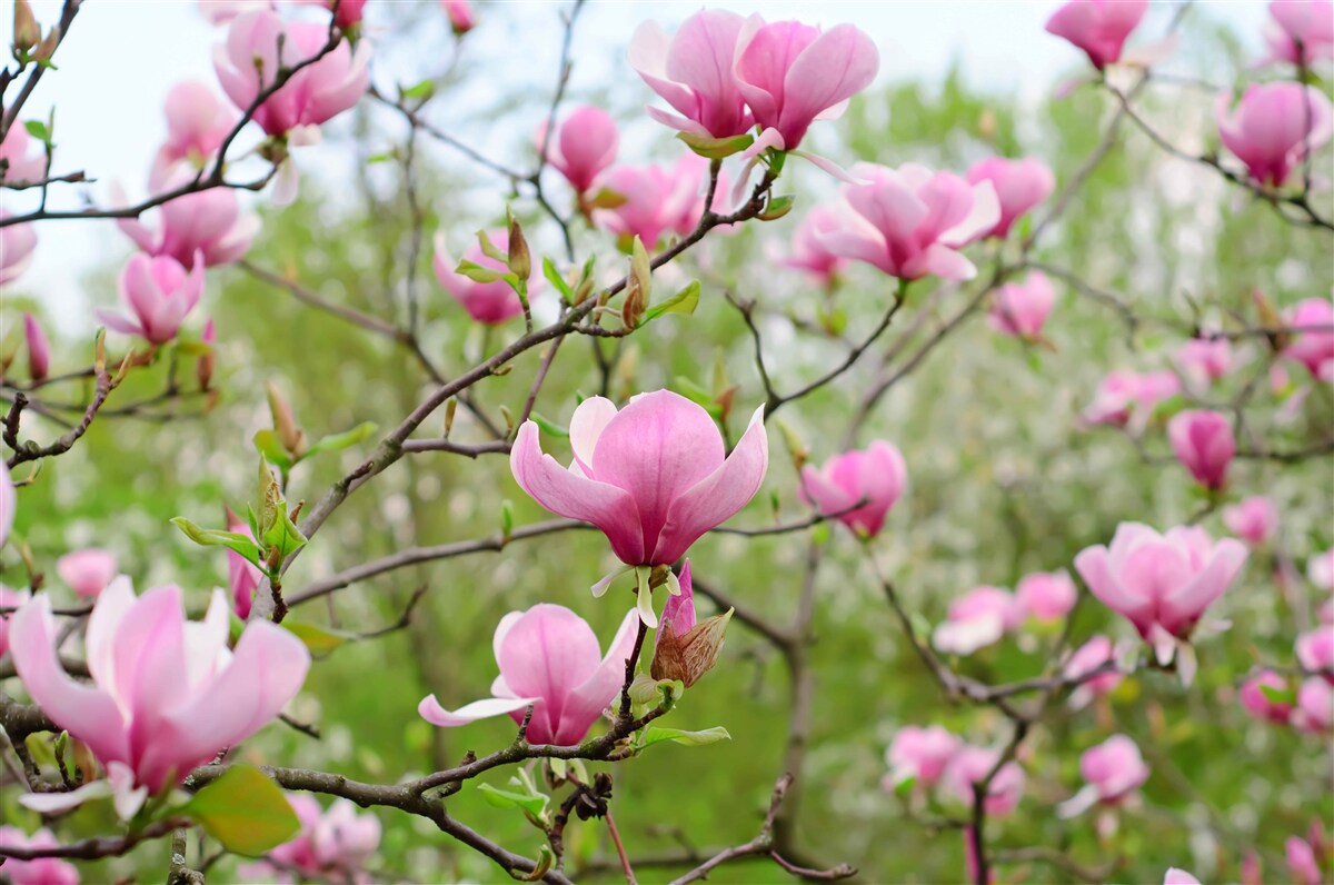 Fotobehang magnolia tuin met roze bloemen in de zomer