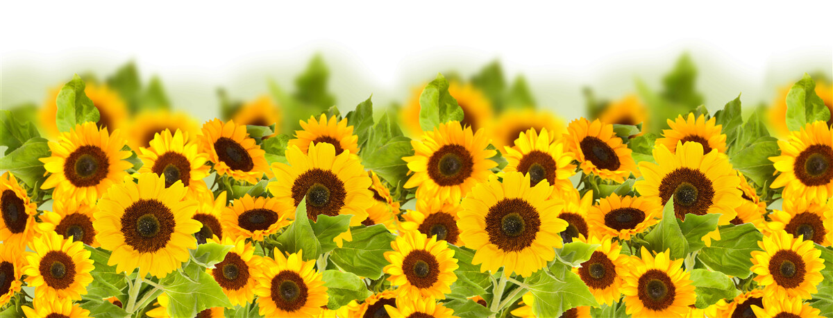 Fotobehang er zijn ongelooflijk veel zonnebloemen