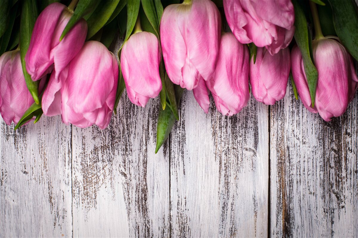 Fotobehang roze tulpen op een houten achtergrond