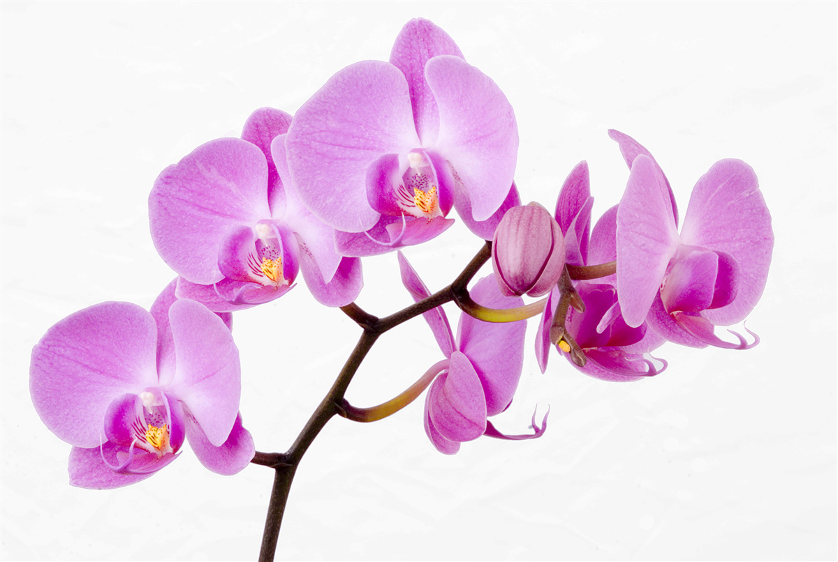 Fotobehang violette afrodiet orchidee