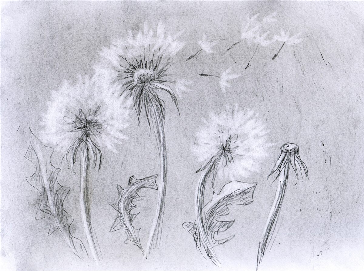 Fotobehang de reis van de tere paardenbloem in de lucht