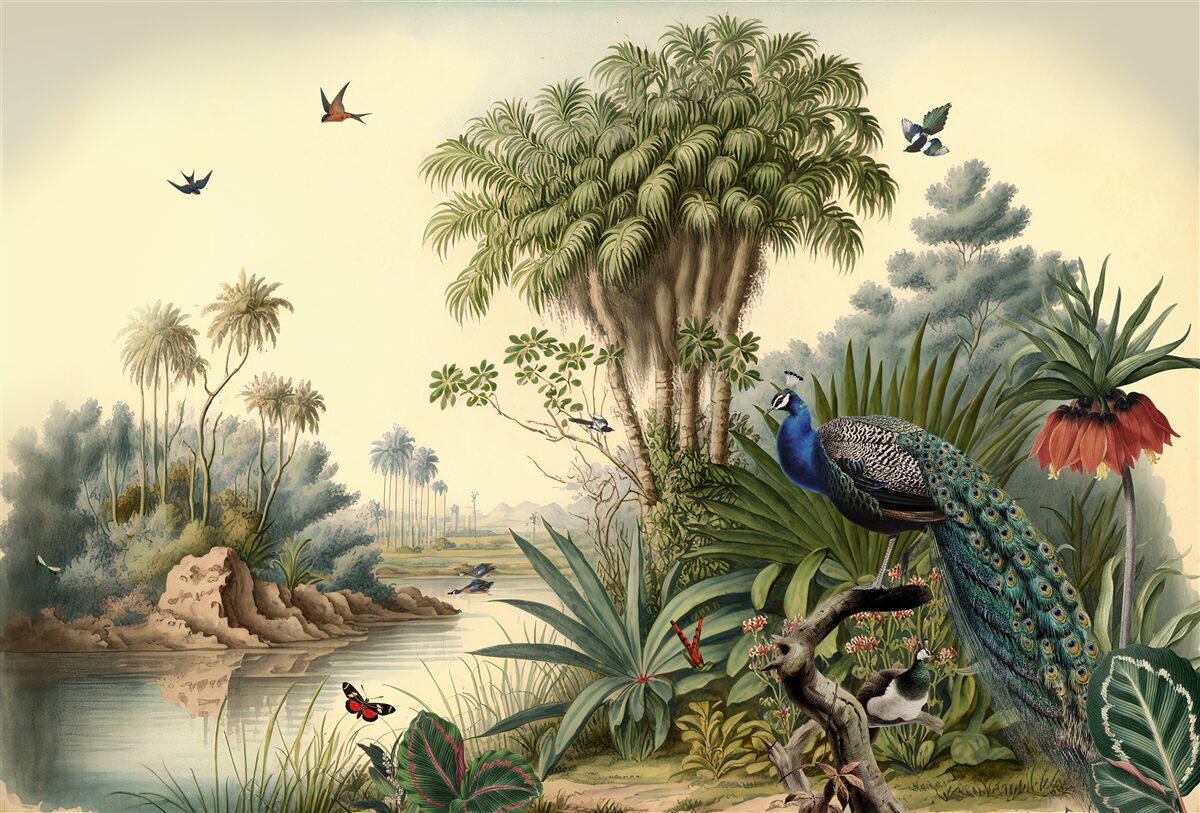 Fotobehang Pauw in zijn echte habitat