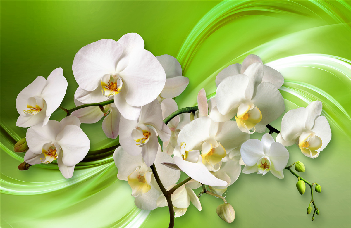 Fotobehang witte orchideeën op een tak tegen een groene achtergrond