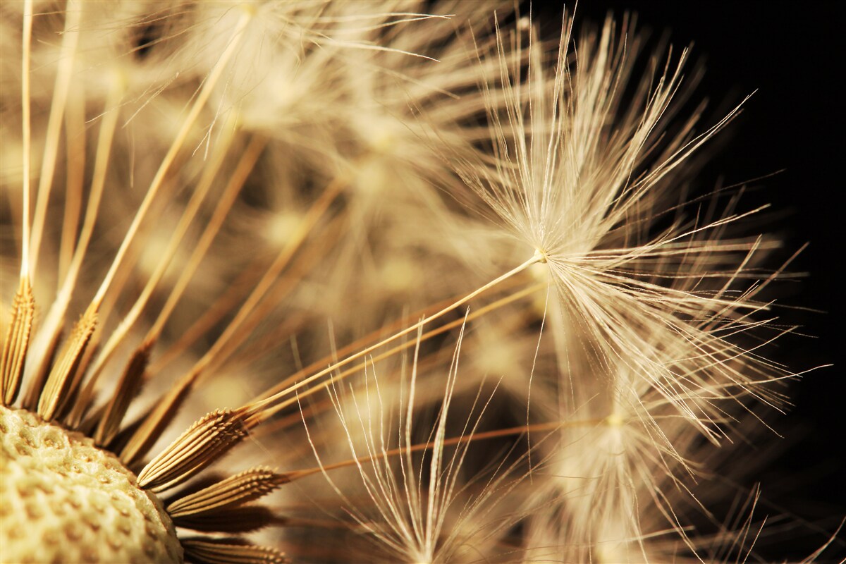 Fotobehang paardenbloemen zijn wit op een zwarte achtergrond