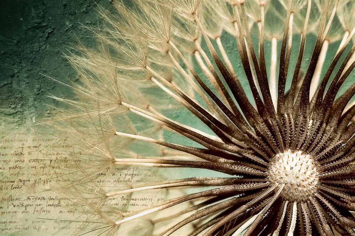 Fotobehang de ziel van de paardenbloem is vol tederheid
