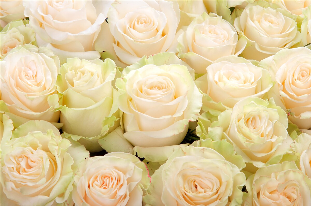 Fotobehang samenvatting van delicate beige bloemen