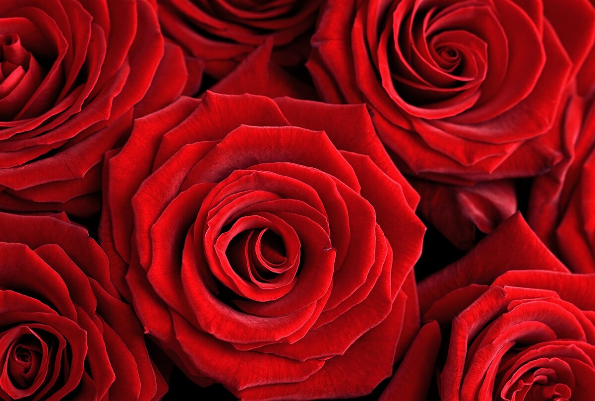 Fotobehang samenvatting van traditionele rode rozen