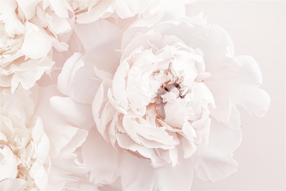 Fotobehang pioen van delicate pastel schoonheid