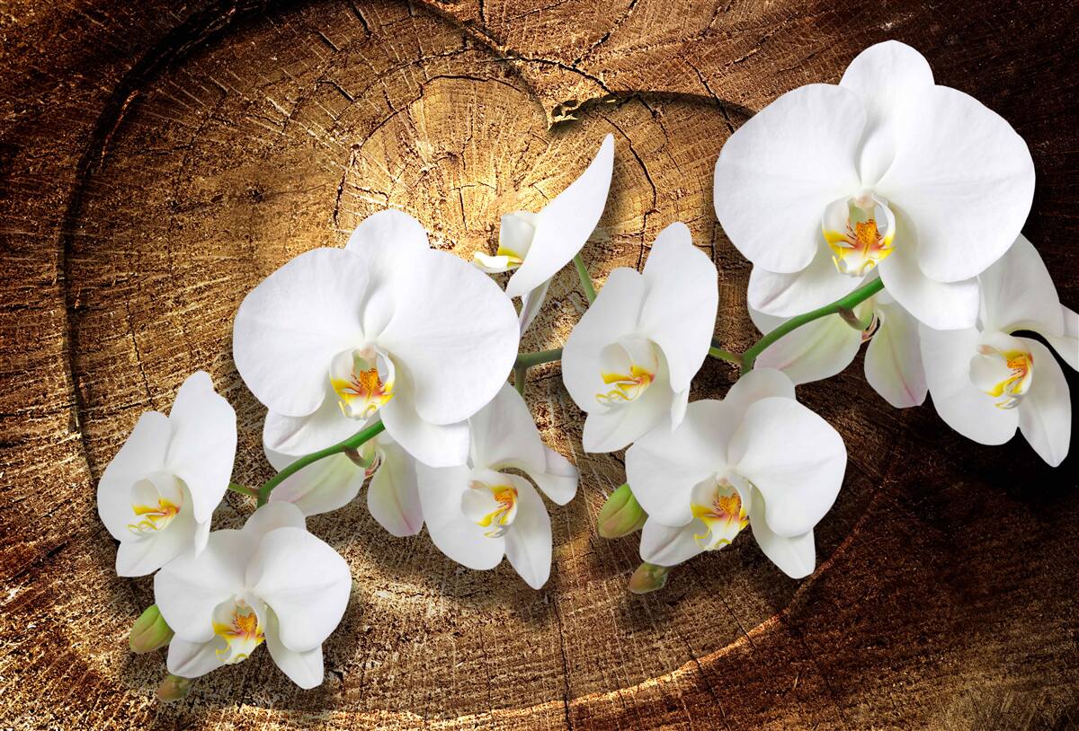 Fotobehang Sneeuwwitte orchidee op een afgesneden boomstam