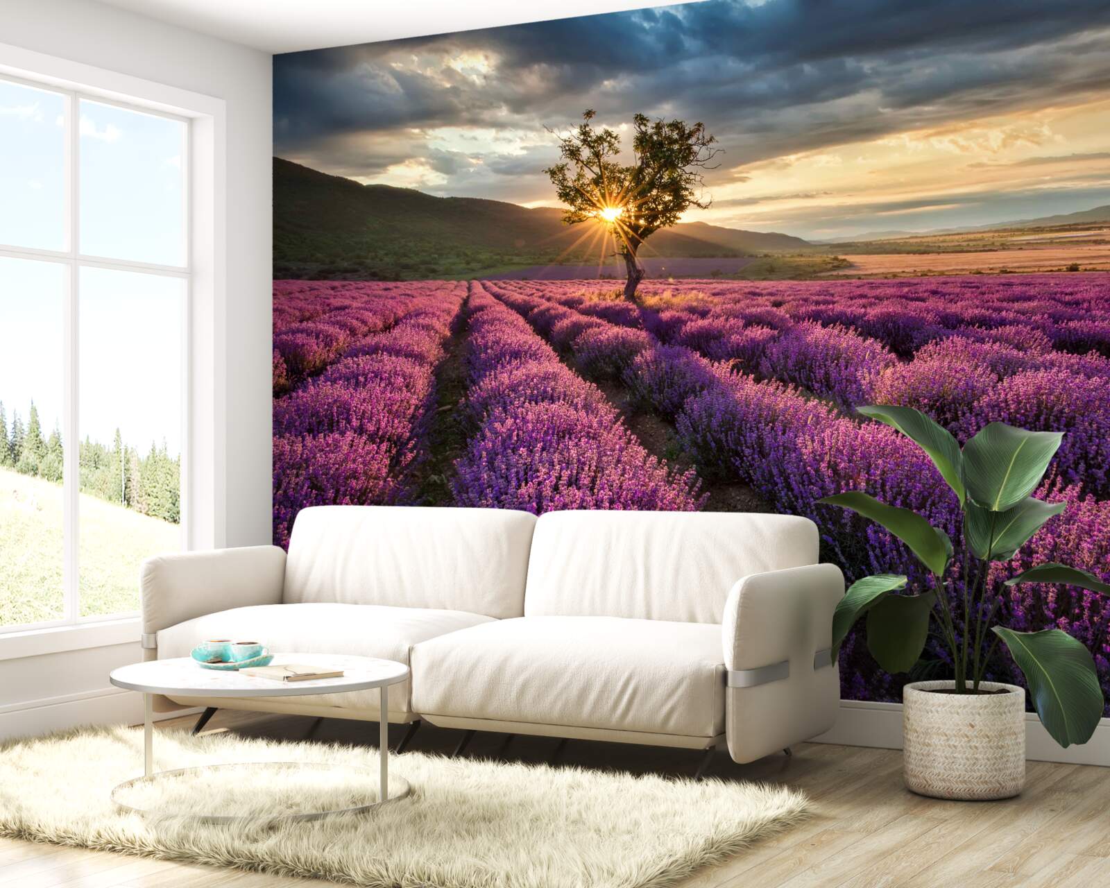 Fotobehang zonsondergang op een lavendelveld rond een geïsoleerde boom