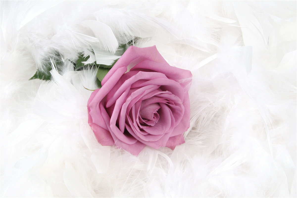 Fotobehang violette roos omringd door witte veren