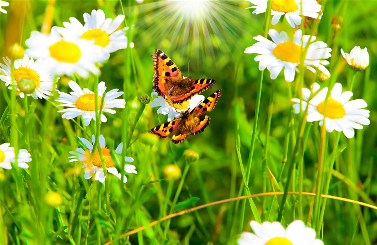 Fotobehang kamille in een veld bezaaid met vlinders