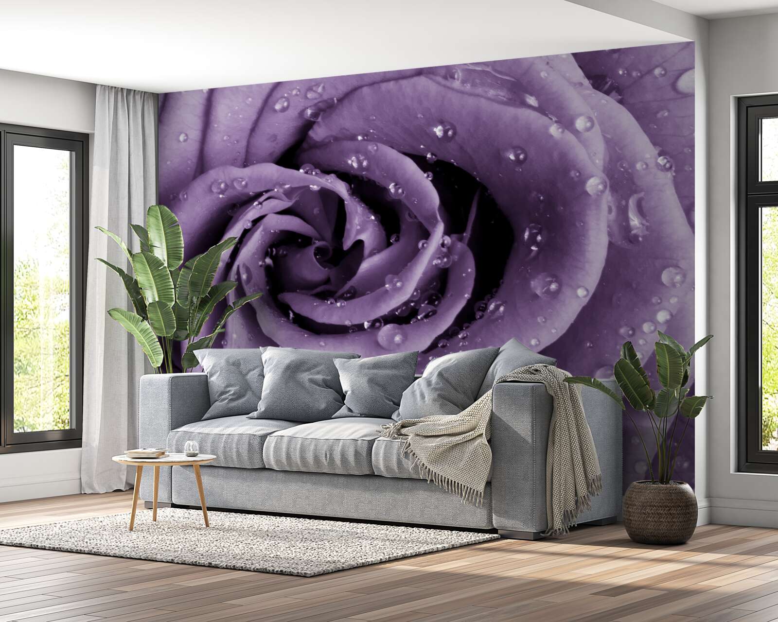 Fotobehang ochtenddauw op een violette roos