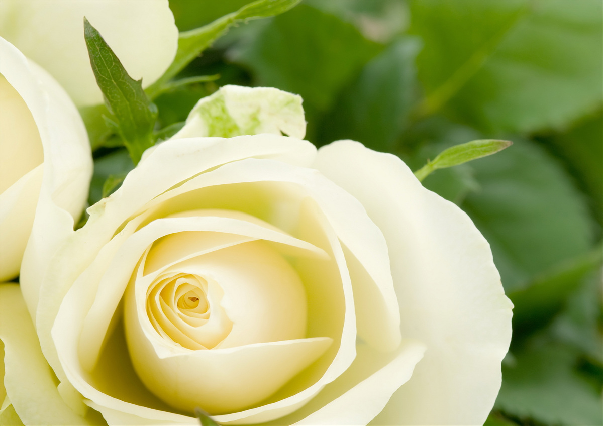 Fotobehang roos in beige tint met groene bladeren