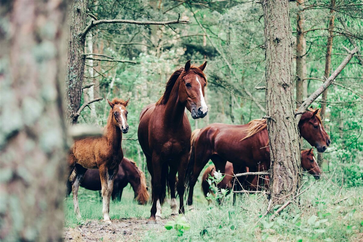 Fotobehang paarden lopen in het bos in de lente