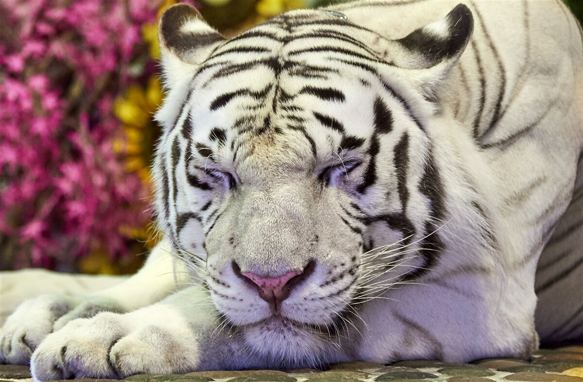 Fotobehang een witte tijger rust tussen de bloemen