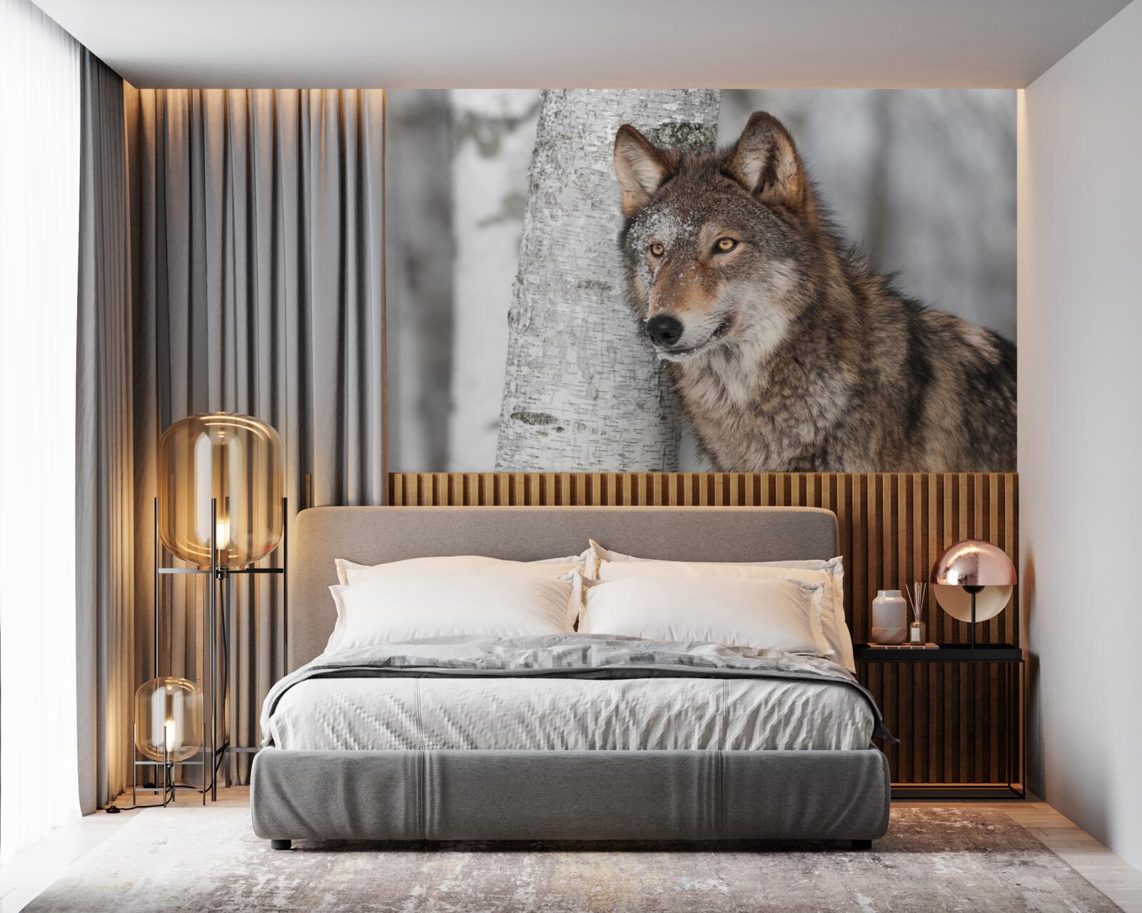 Fotobehang kaneelkleurige wolf in een hinderlaag naast een berkenboom