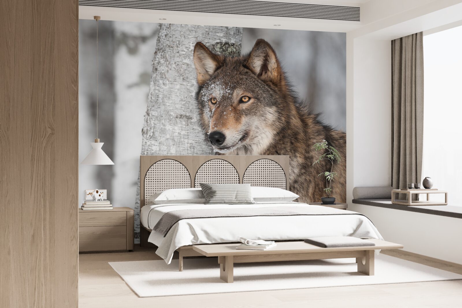 Fotobehang kaneelkleurige wolf in een hinderlaag naast een berkenboom