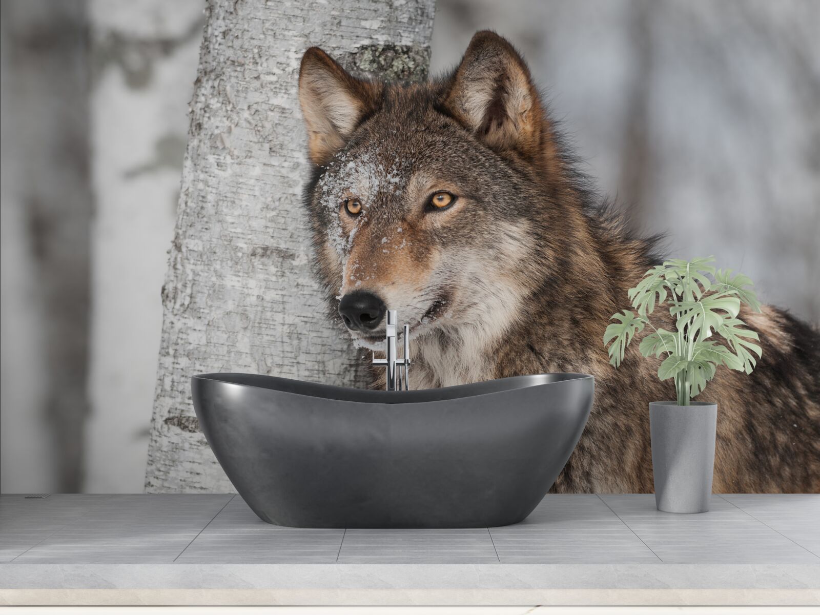 Fotobehang kaneelkleurige wolf in een hinderlaag naast een berkenboom