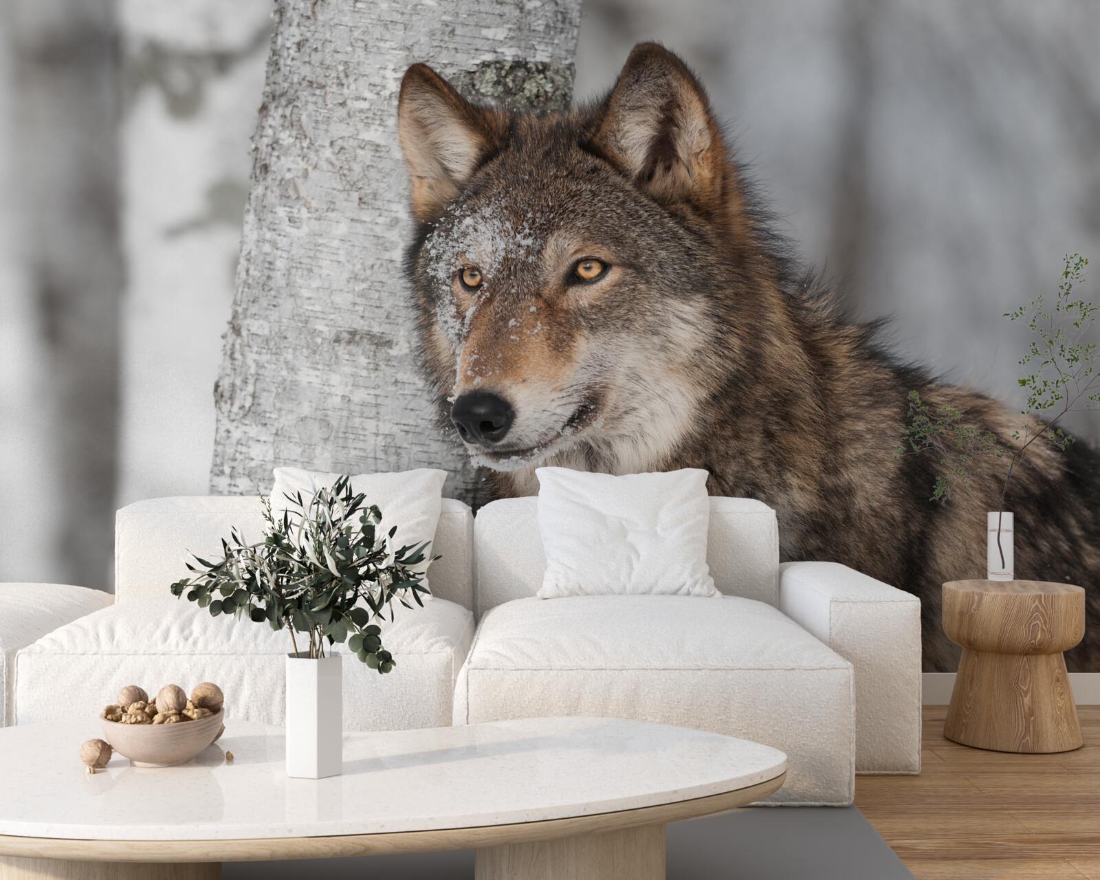 Fotobehang kaneelkleurige wolf in een hinderlaag naast een berkenboom