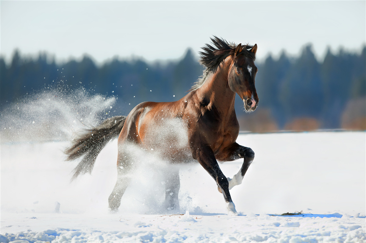 Fotobehang een paard galoppeert door de sneeuw