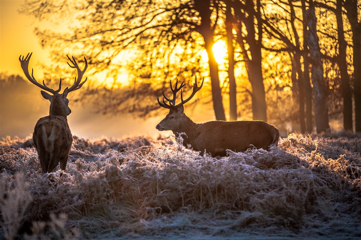 Fotobehang zonsondergang wordt vergezeld door volwassen herten