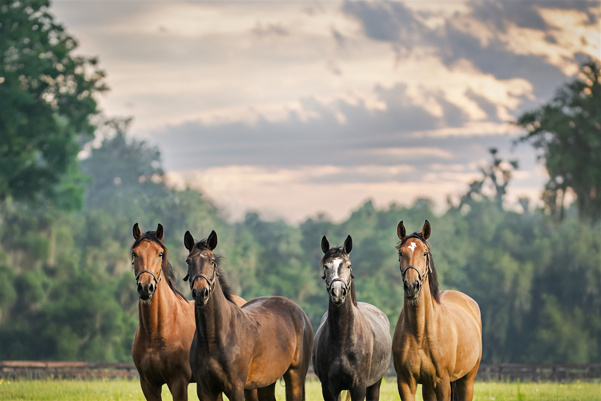 Fotobehang vier paarden rustend in een kudde in een weiland