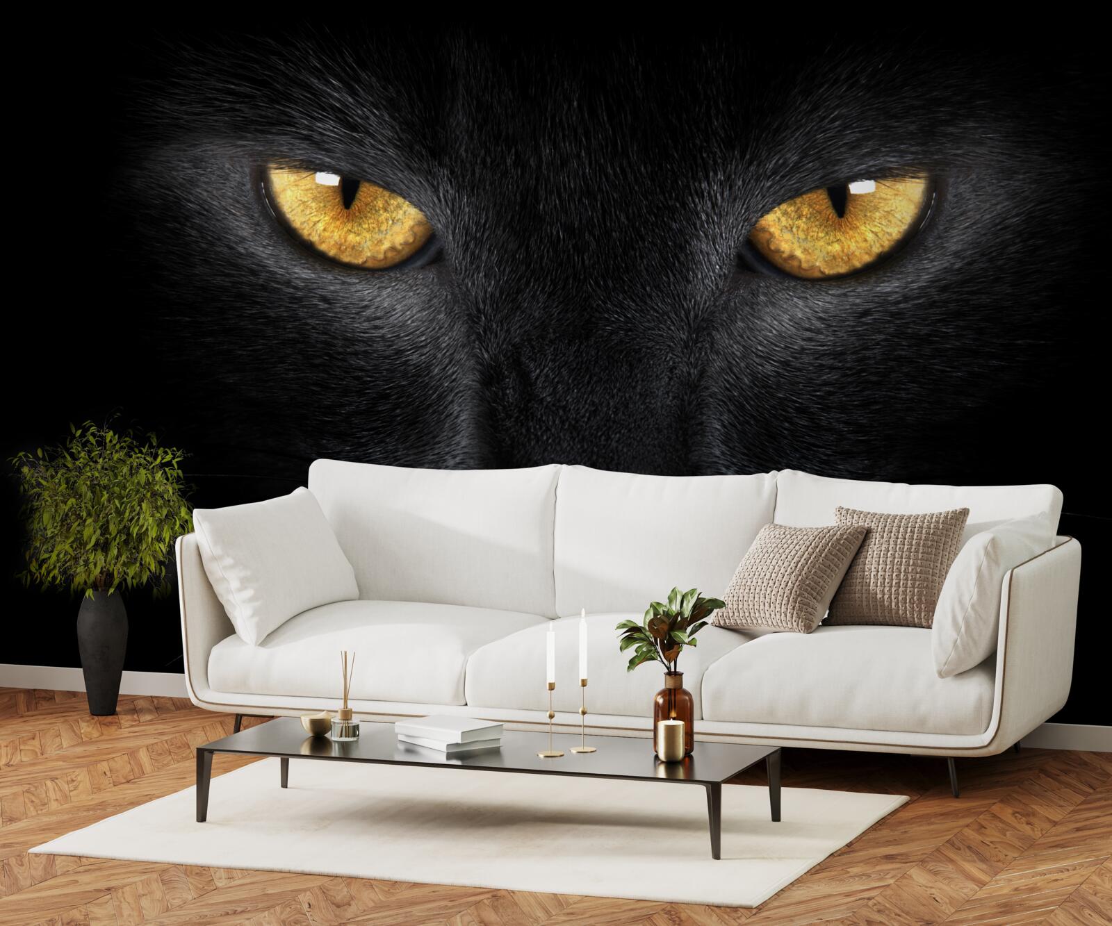 Fotobehang de doordringende blik van een zwarte kat